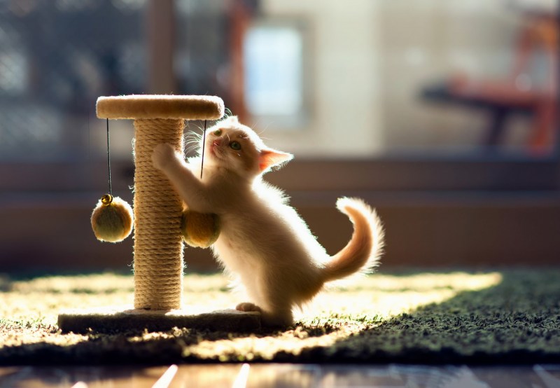 Котенок играет