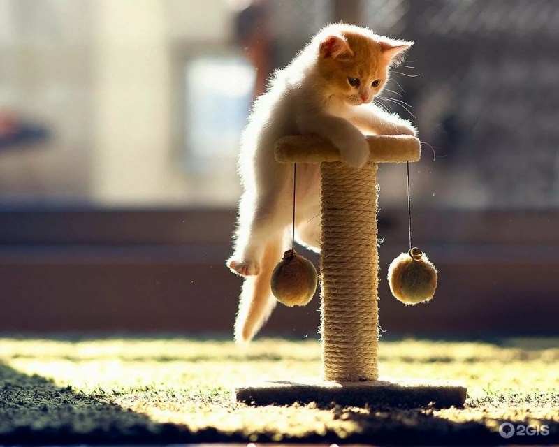 Кошки когти дерево
