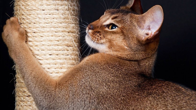 Кот дерет когтеточку