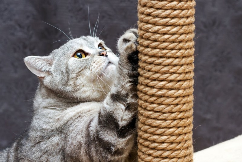 Кот точит когти об когтеточку