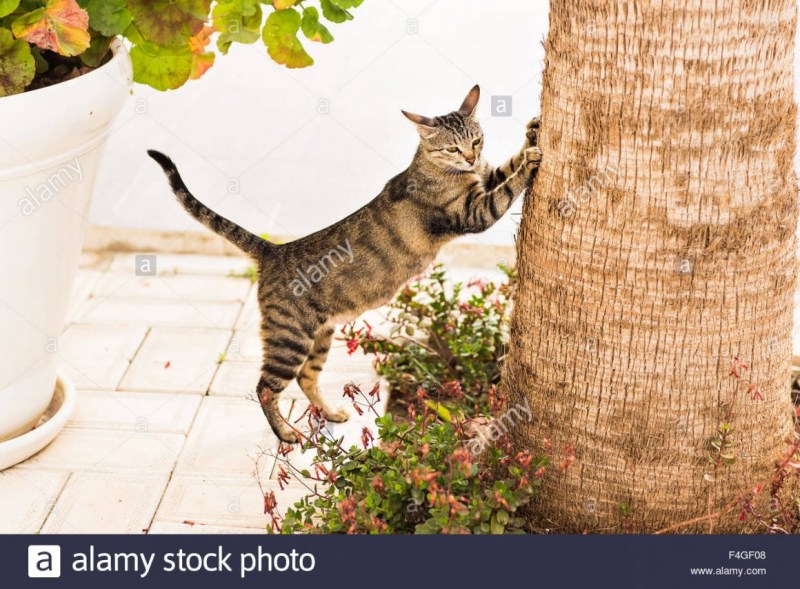 Котик на белом диване