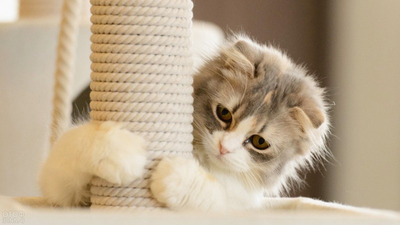 Игривый котенок