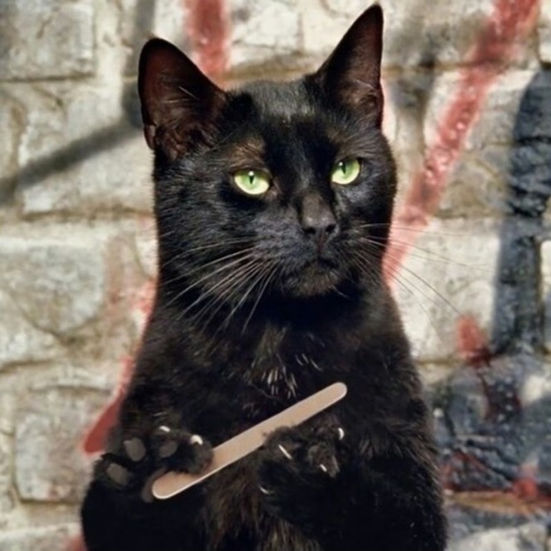 Кошка жрет