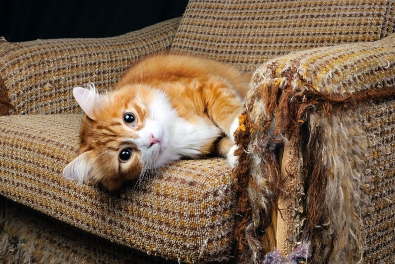 Кошка царапает диван