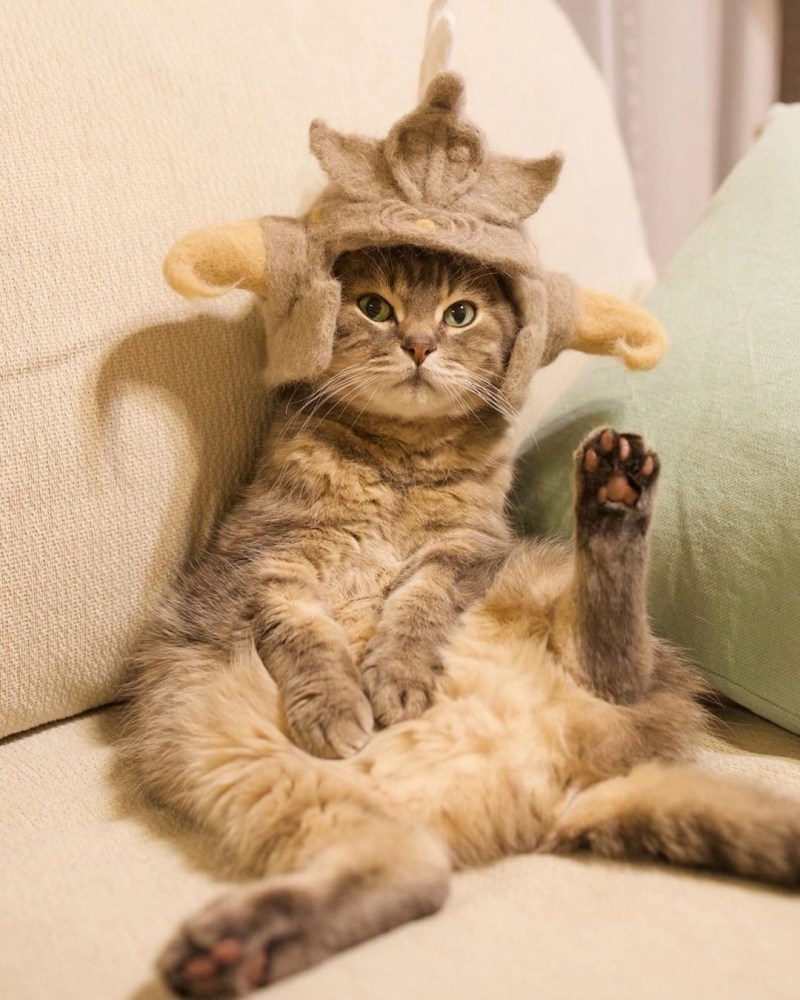 Коты в шапочках из собственной шерсти
