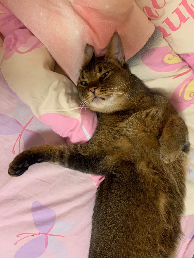 Смешные котики над экраном