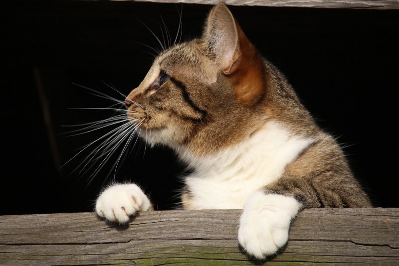 Cats Behaviors