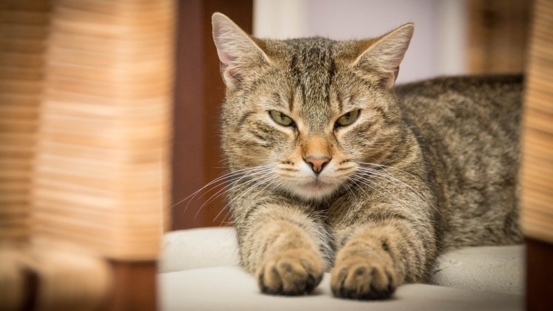 Кошка имеет Лизу