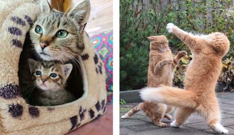 Базедова болезнь у кошек