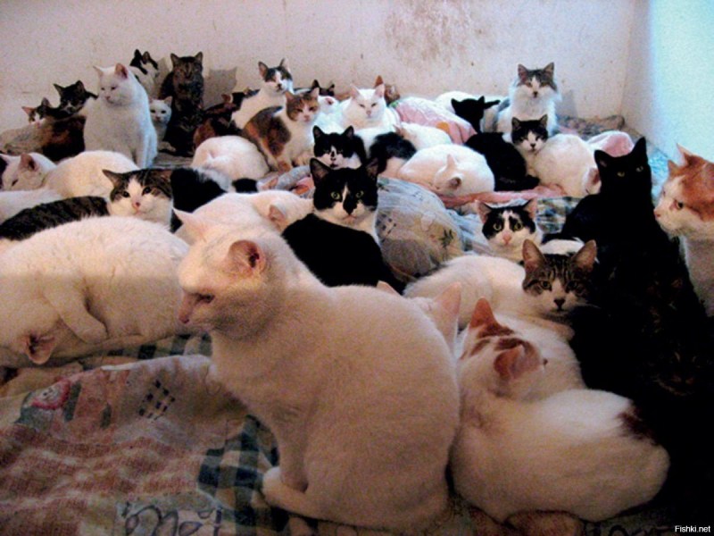Мем кошку кормят лапшой