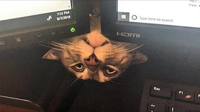 Наркотики для кошек