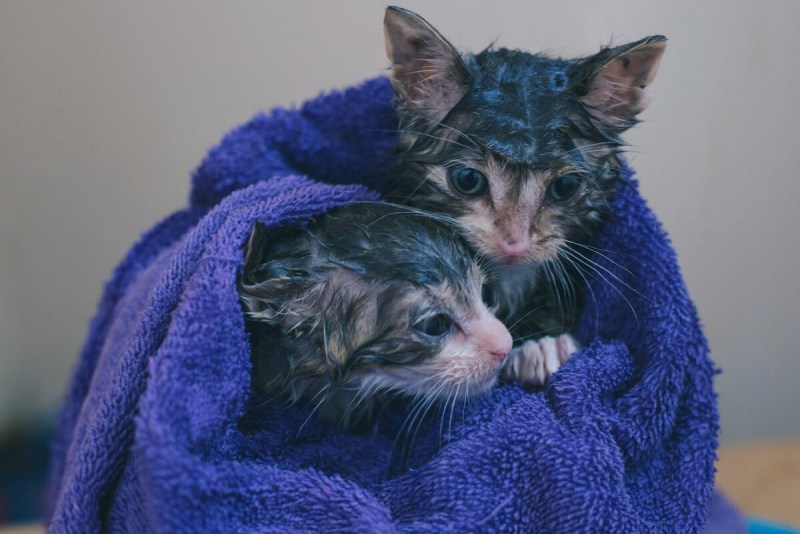 Кошки совокупляются