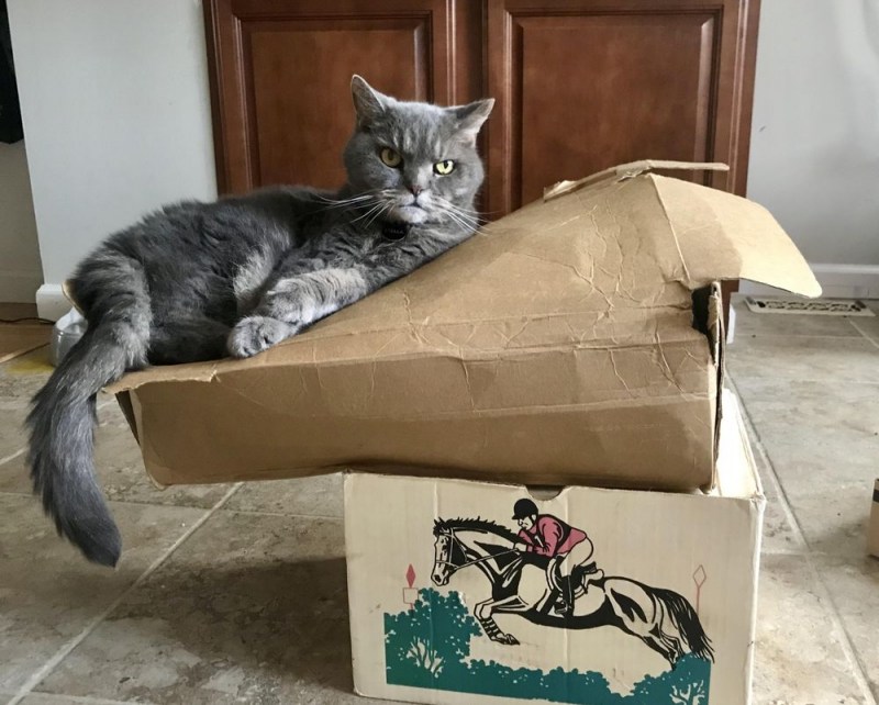 Два мокрых котенка