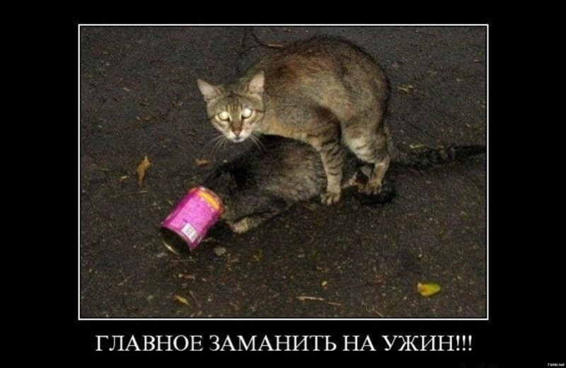 Сношение кошек