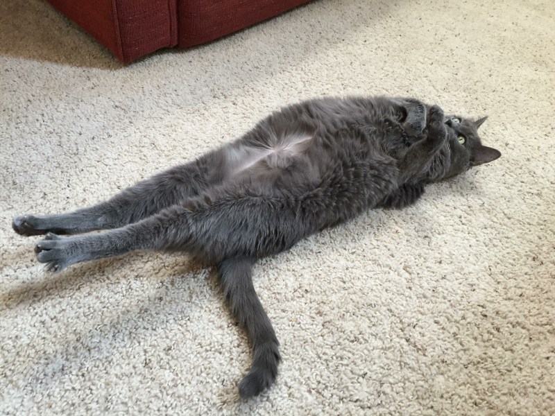 Иметь кота