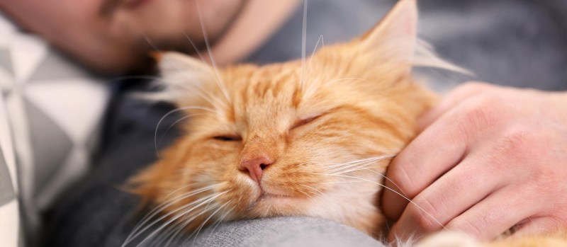 Много котят