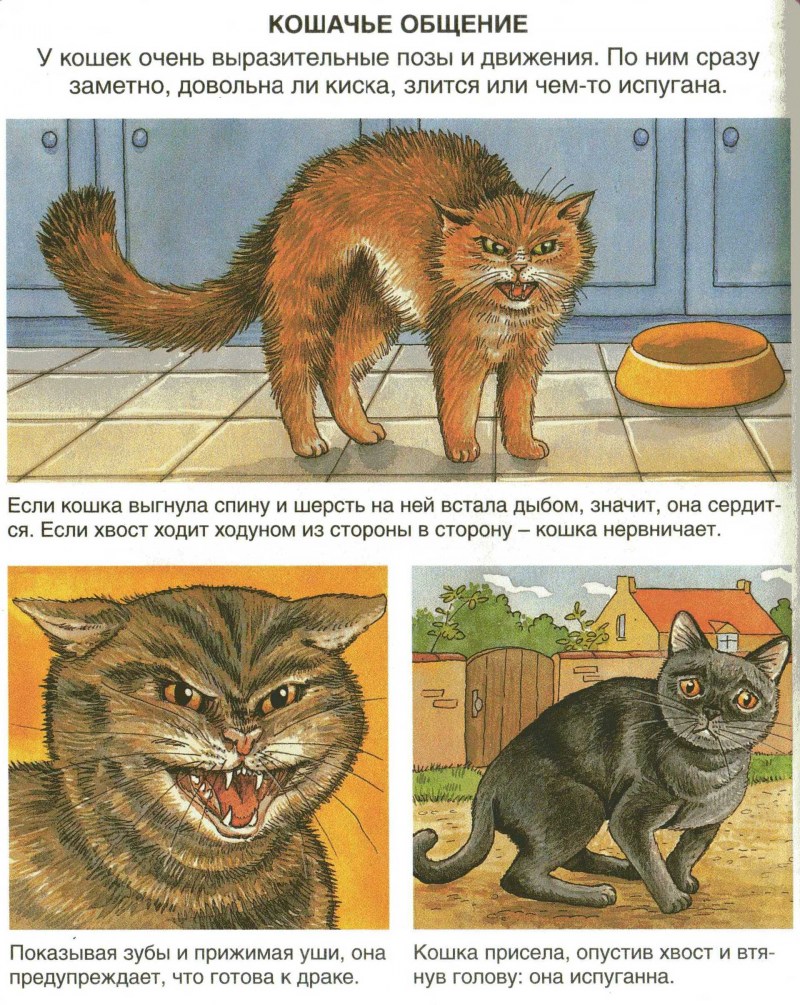 Коты спариваются