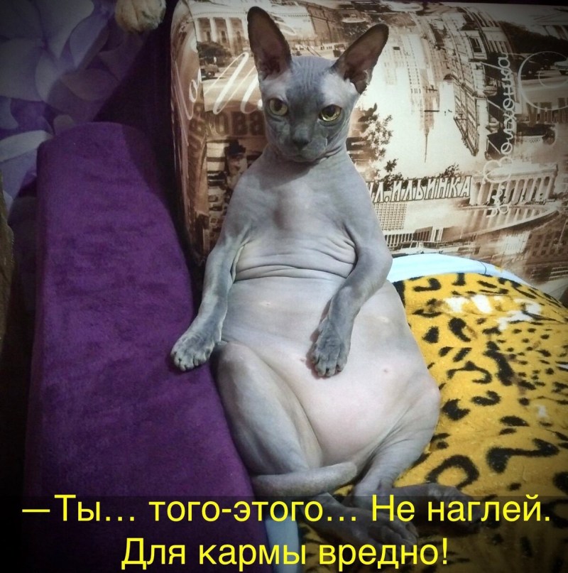 Коты имеют кошек