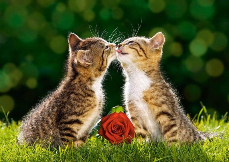 Котики обнимаются
