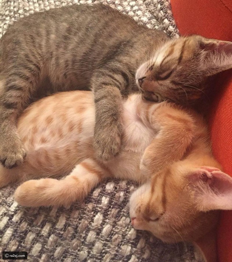 Котики любовь