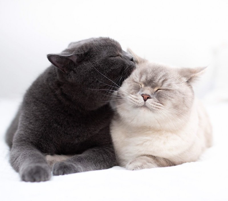 Кот целует кошку британскую