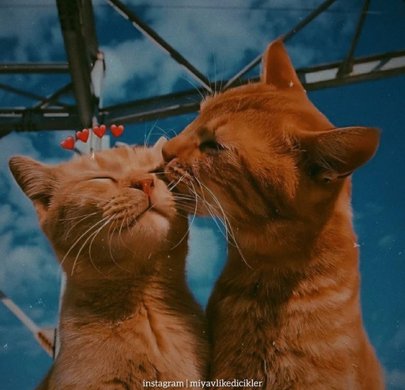 Котики обнимаются пикчи