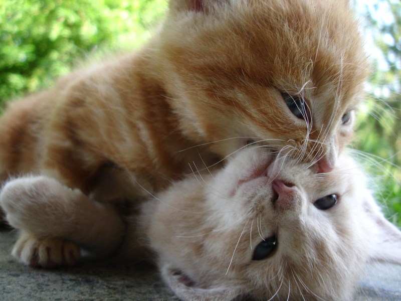 Котики обнимаются