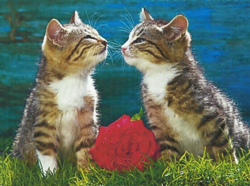 Поцелуй котят