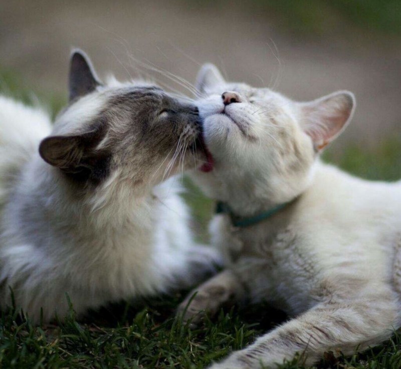 Нежный котик