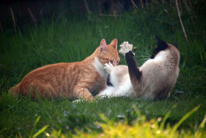 Кошки любовь