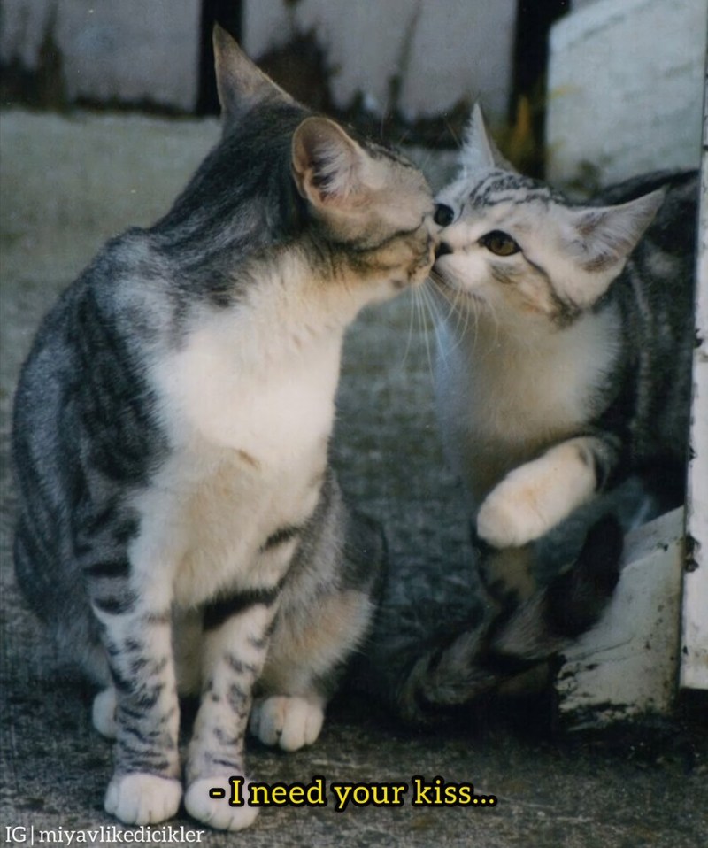Кот и кошка поцелуй