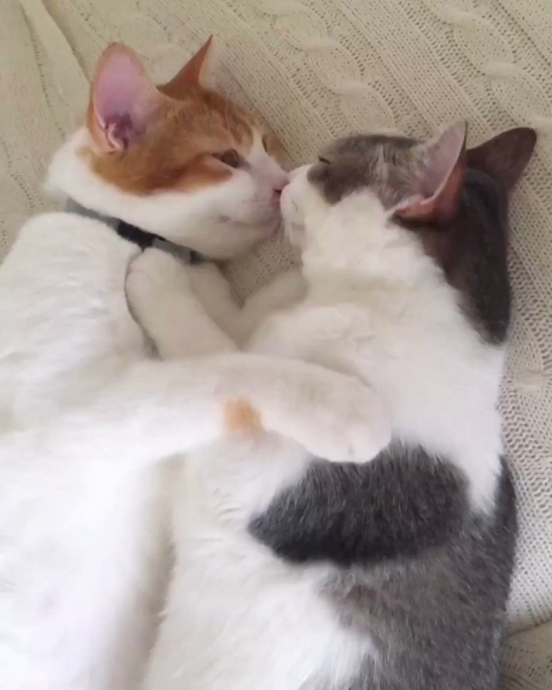 Кот обнимает
