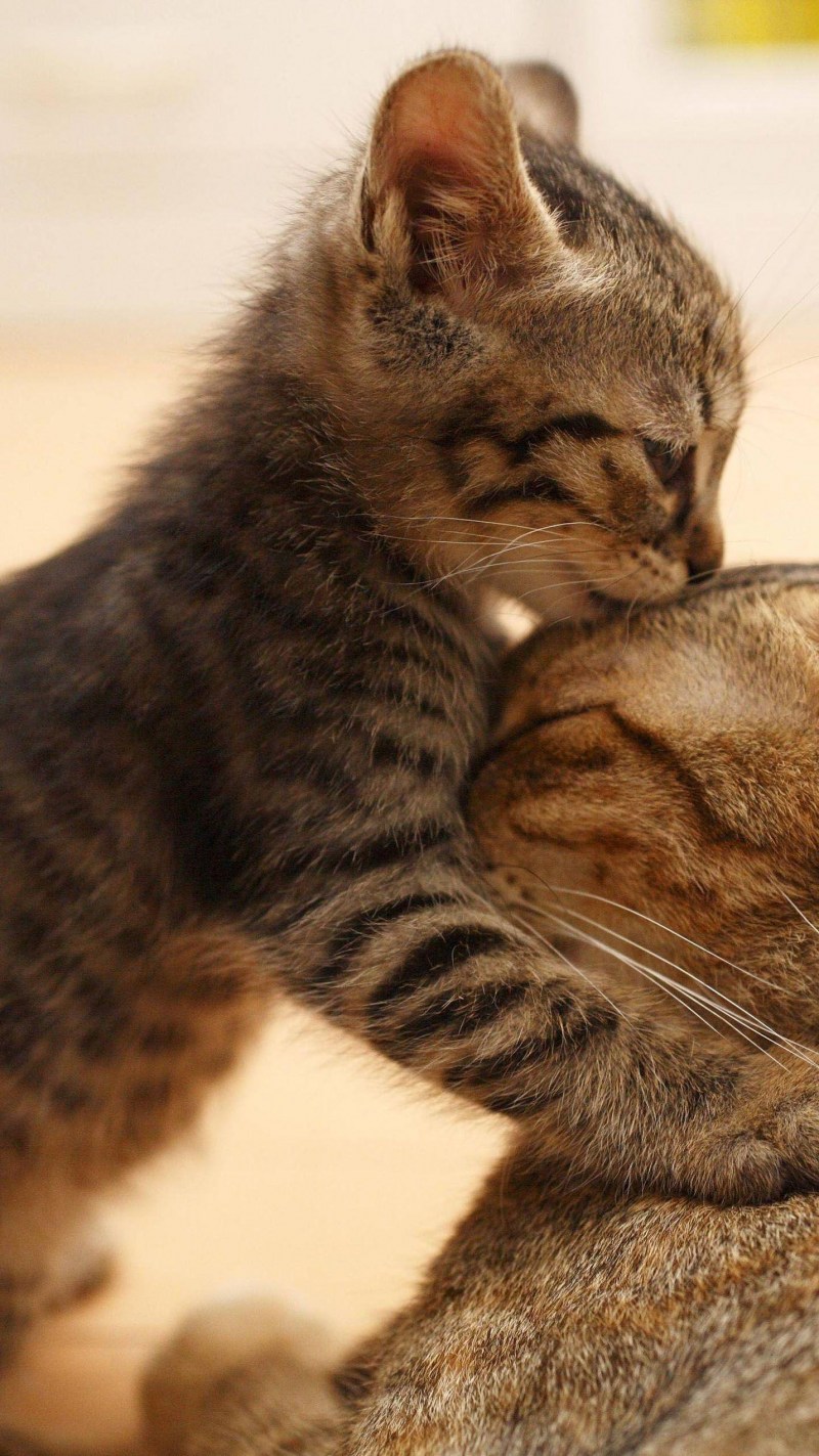 Кошки любовь