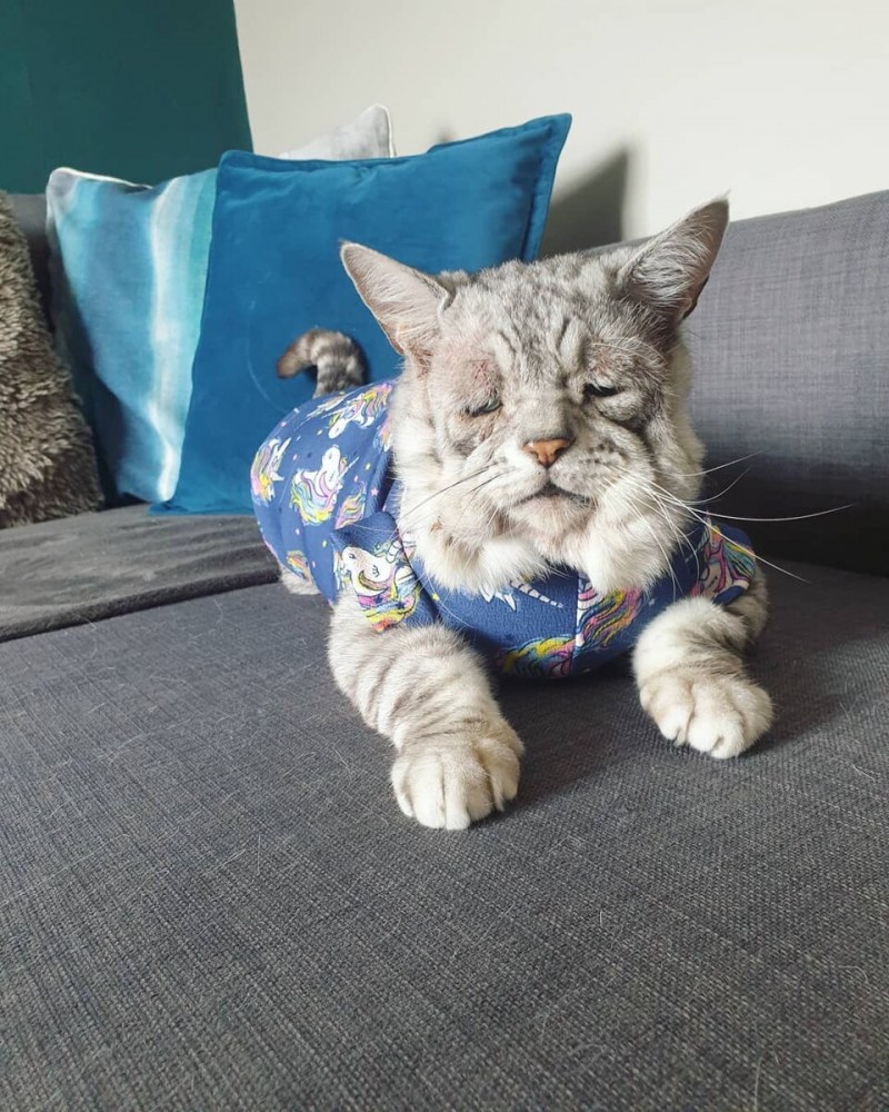 Синдром элерса Данлоса у кота