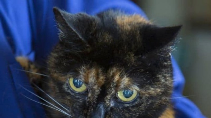 Tortoiseshell Cat порода
