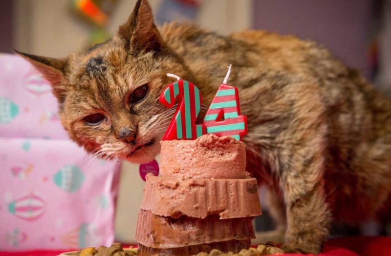 Кот долгожитель