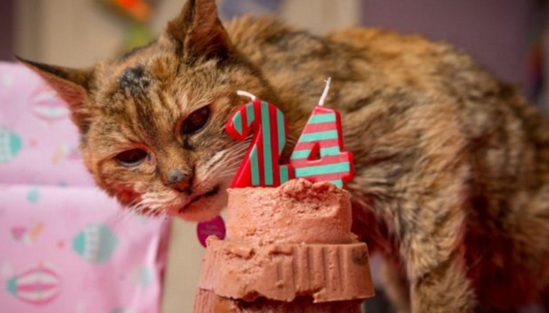 Кошка долгожитель