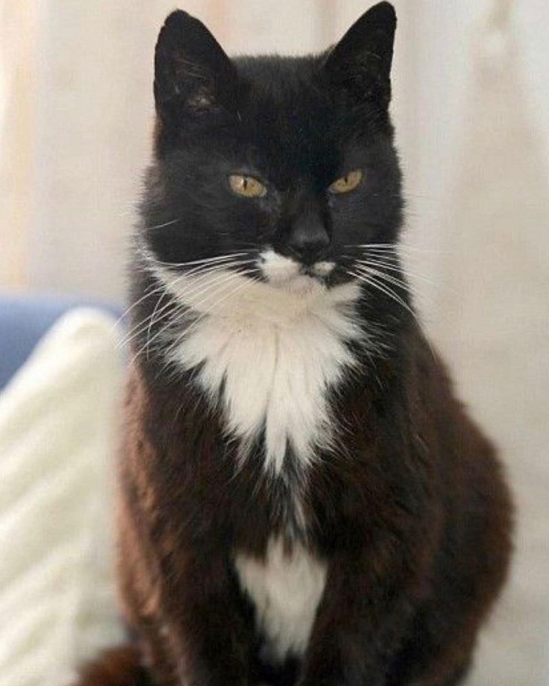 Creme Puff кошка