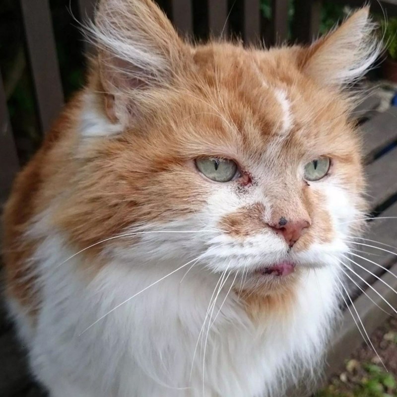 Creme Puff кот