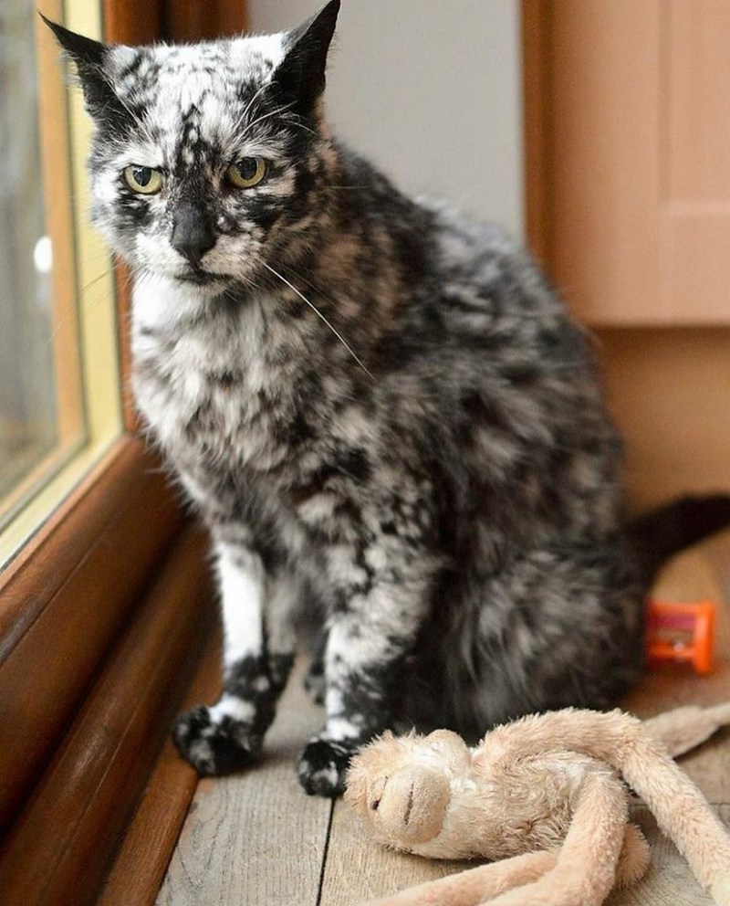 Кот долгожитель