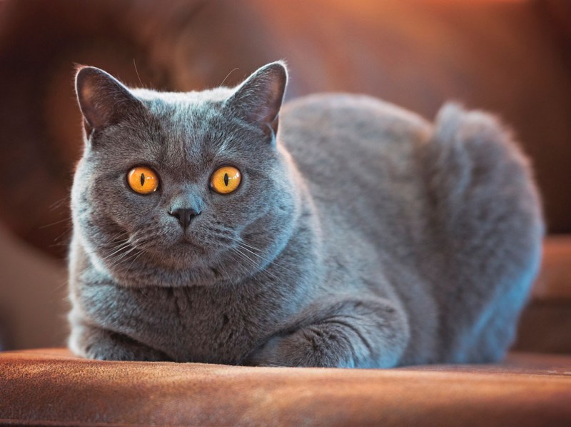 Британец кошка
