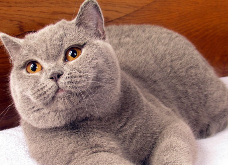 Кот породы британец