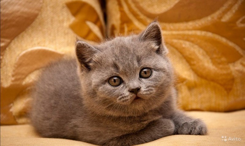 Британец кошка