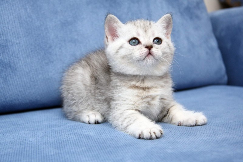 Британская кошка
