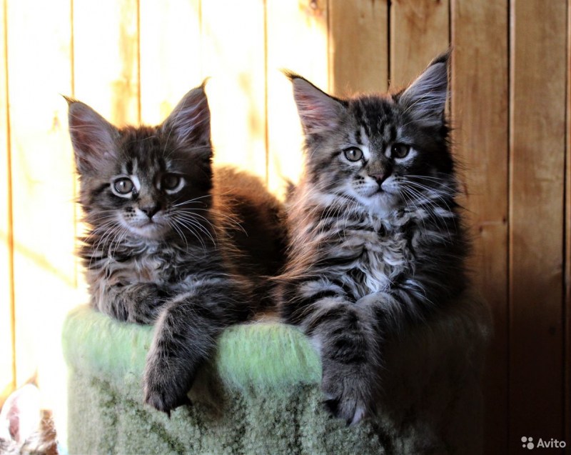 Кот Мейн кун