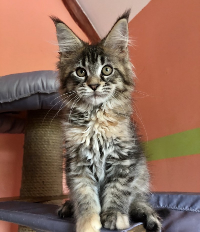 Кошки маленькие Мейн кун
