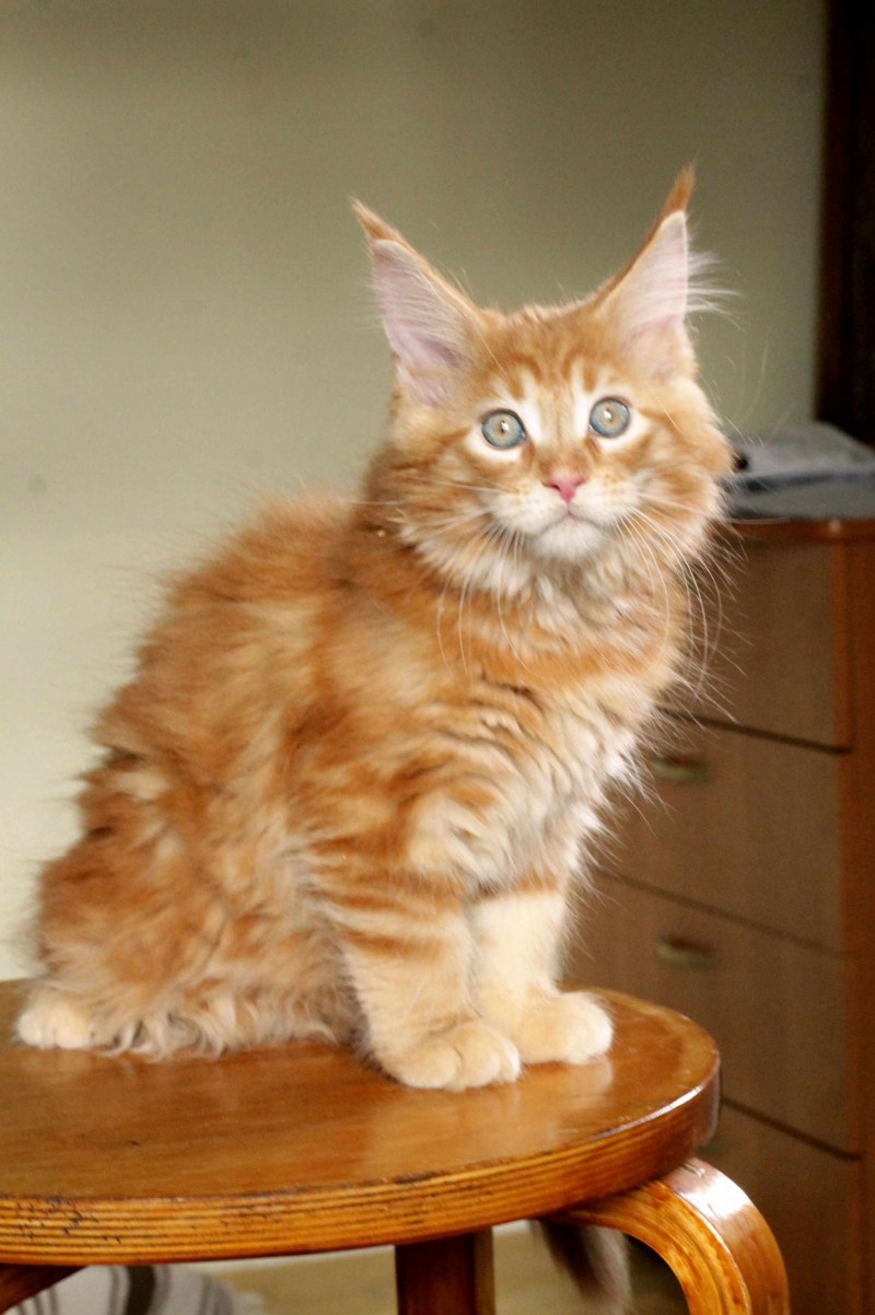 Кот Мейн кун