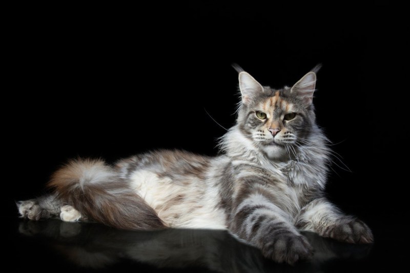 Большие кошки Мейн кун