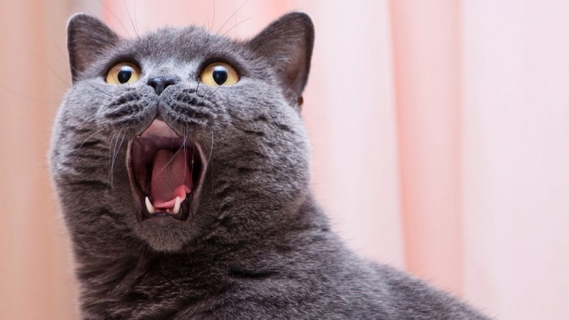 Удивленный кот