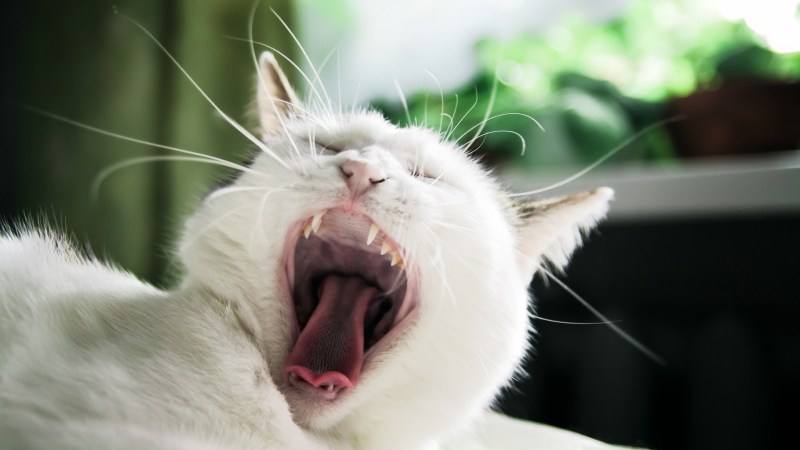Смешной орущий кот